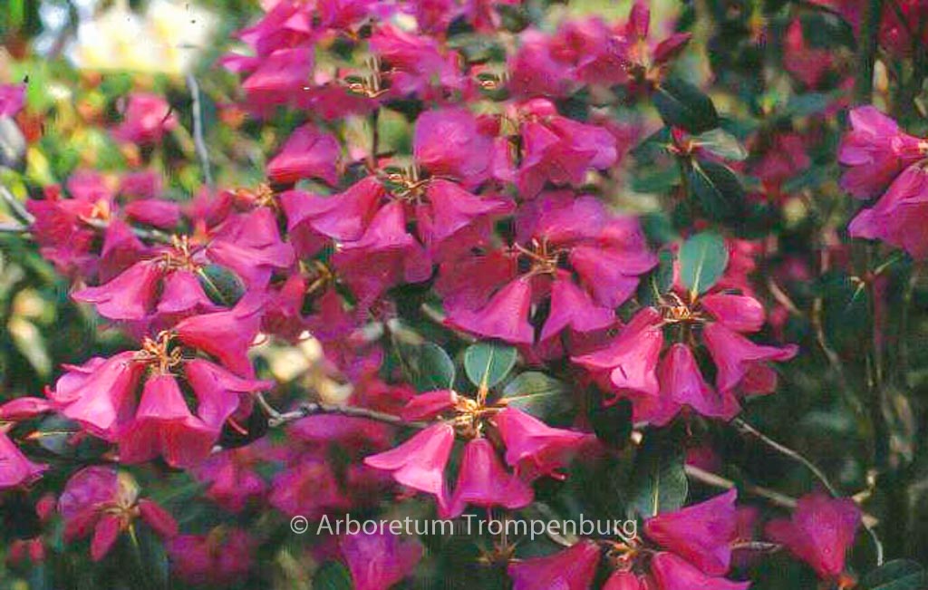 Rhododendron cinnabarinum ‚Purpurellum‘