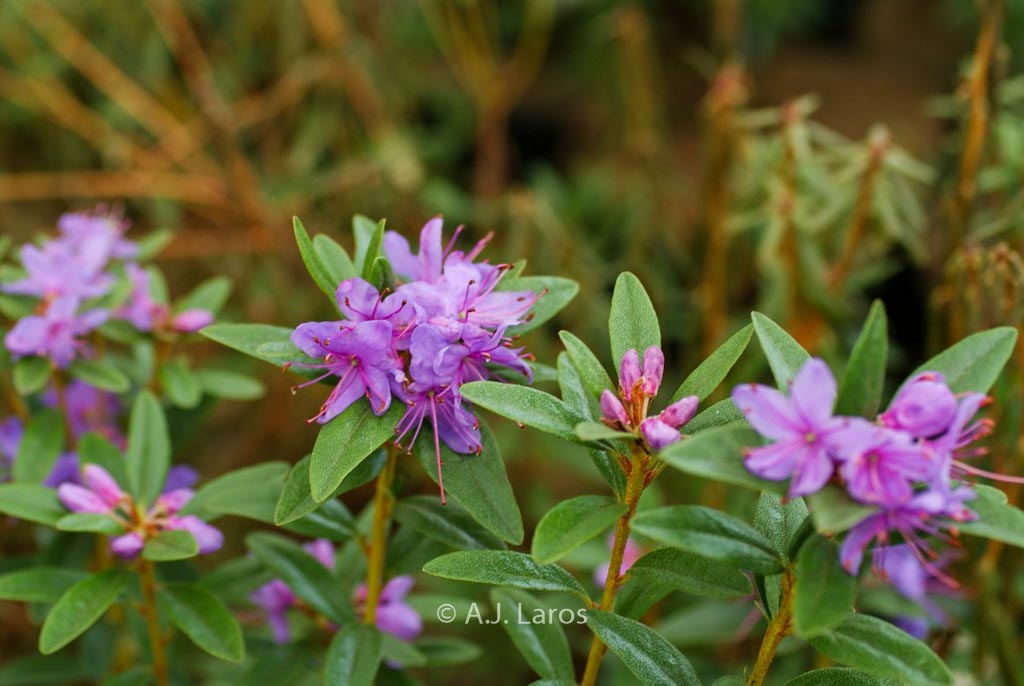 Rhododendron dasypetalum