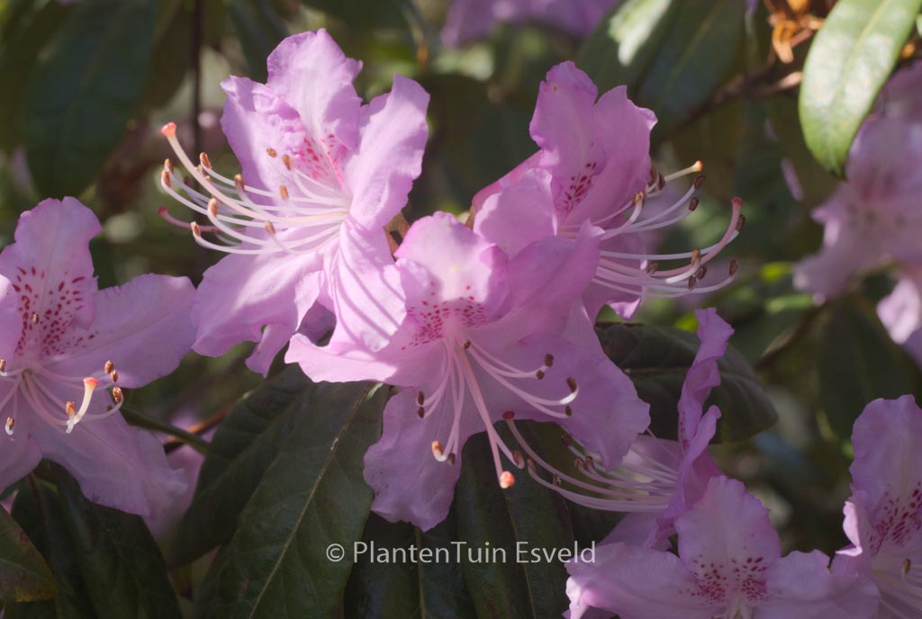 Rhododendron davidsonianum ‚Lucky Hit‘