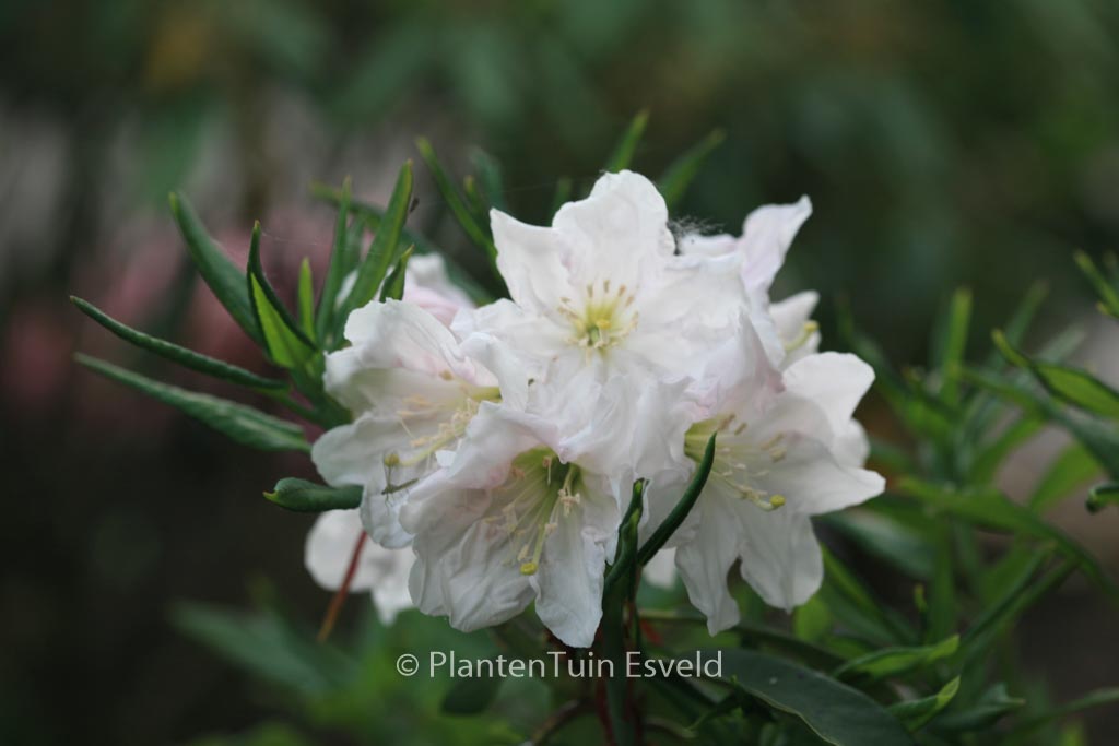 Rhododendron decorum subsp. diaprepes