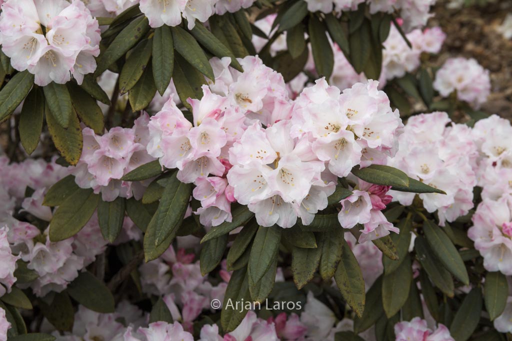 Rhododendron faberi