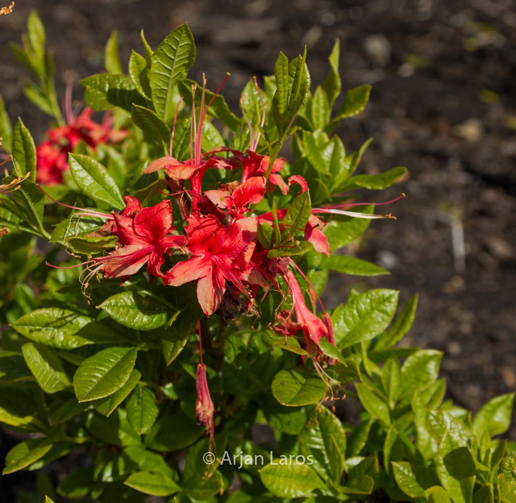 Rhododendron flammeum