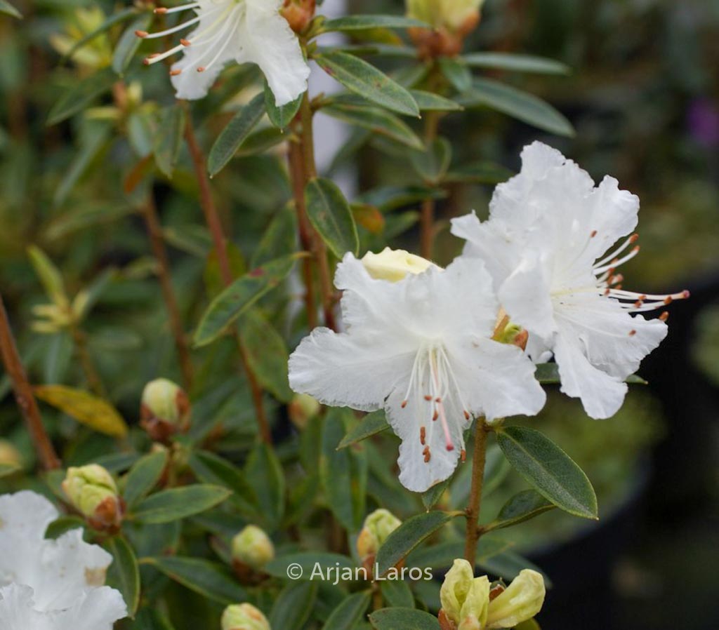 Rhododendron flavidum ‚Albiflorum‘