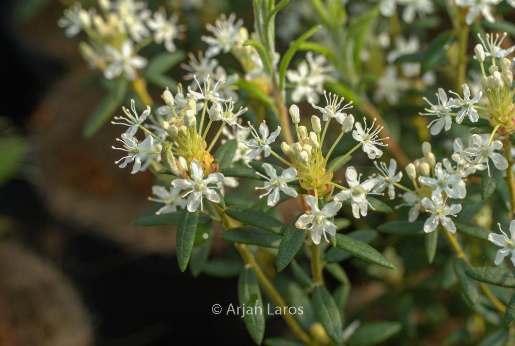 Rhododendron glandulosum