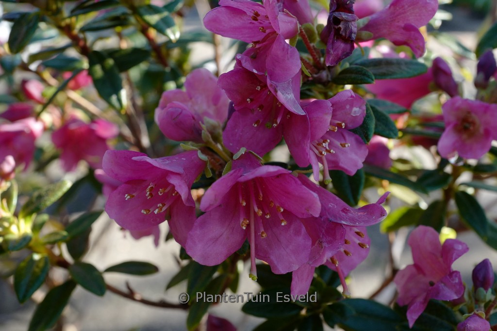 Rhododendron glaucophyllum ‚Peter Chappell‘