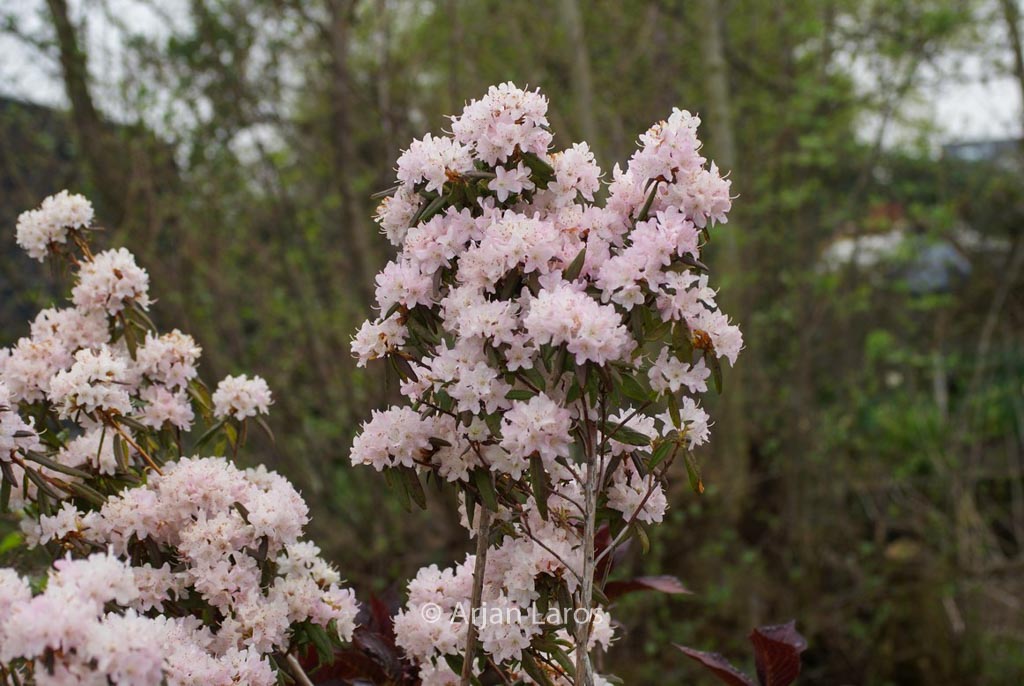 Rhododendron hemitrichotum