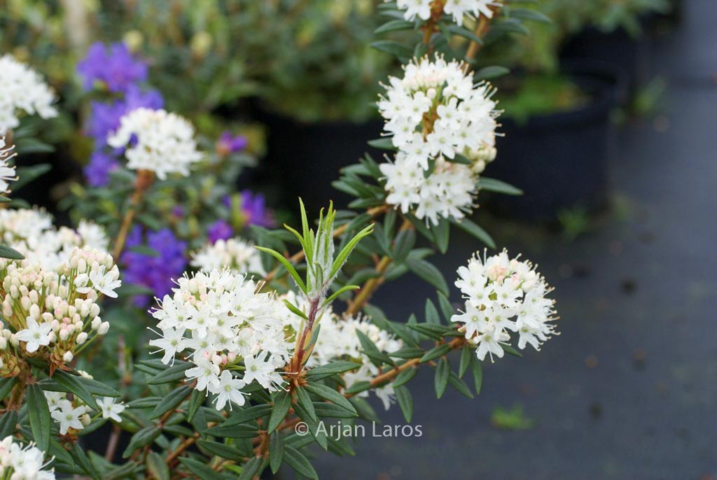 Rhododendron hypoleucum