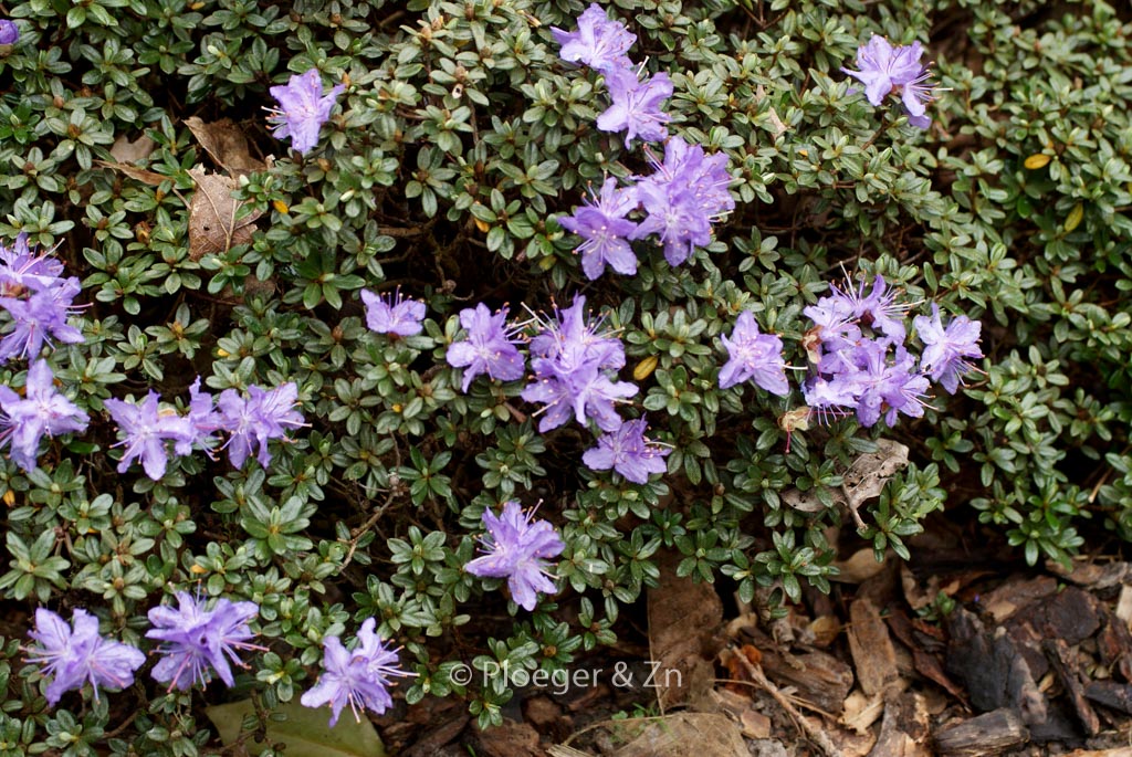 Rhododendron impeditum