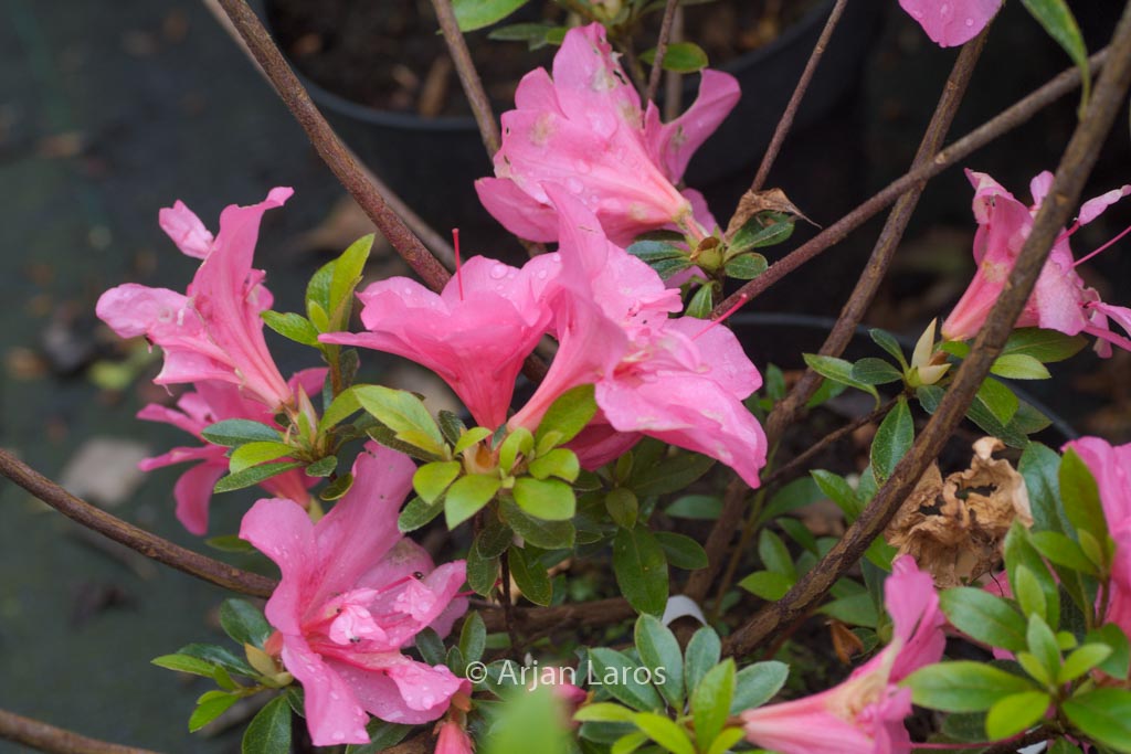 Rhododendron indicum ‚Crispiliflorum‘