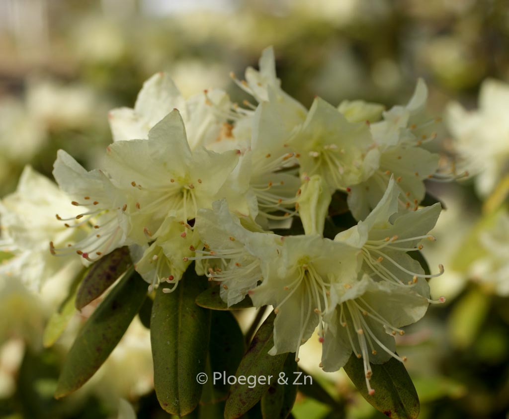 Rhododendron keiskei ‚Banana Boat‘