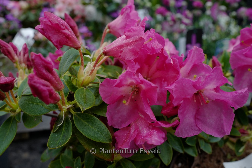 Rhododendron keiskei ‚Oban‘