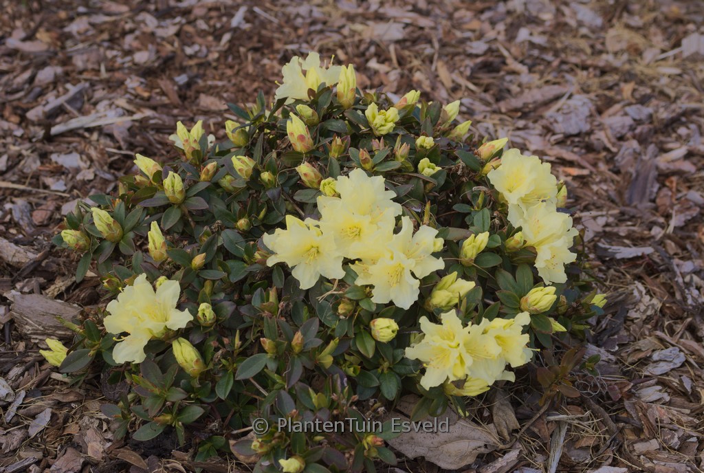 Rhododendron keiskei ‚Patty Bee‘