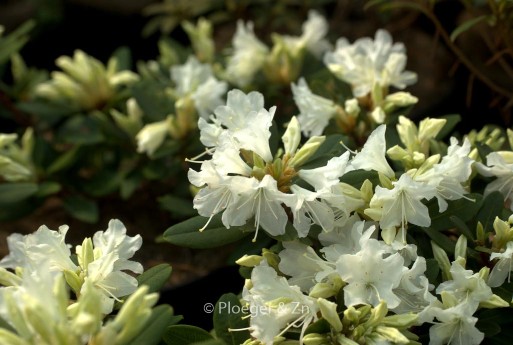 Rhododendron keiskei ozawae