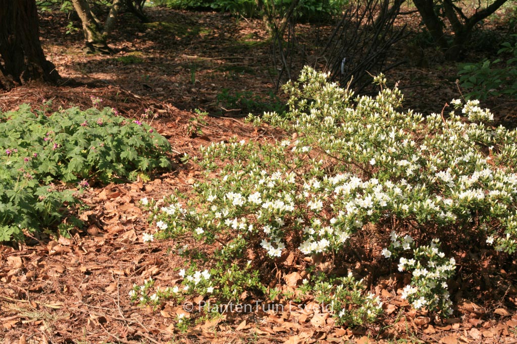Rhododendron kiusianum ‚Albiflorum‘