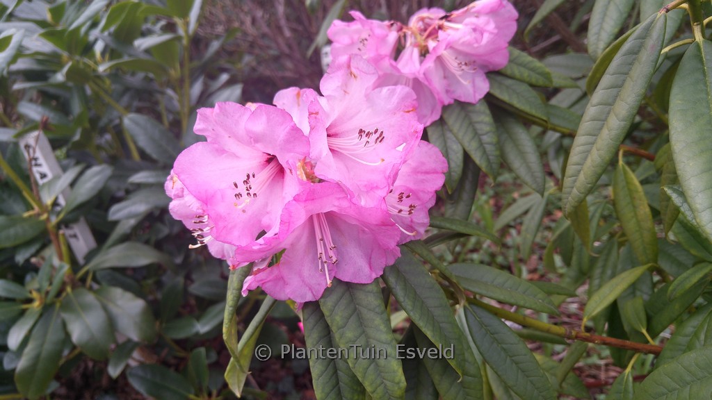 Rhododendron lukiangense