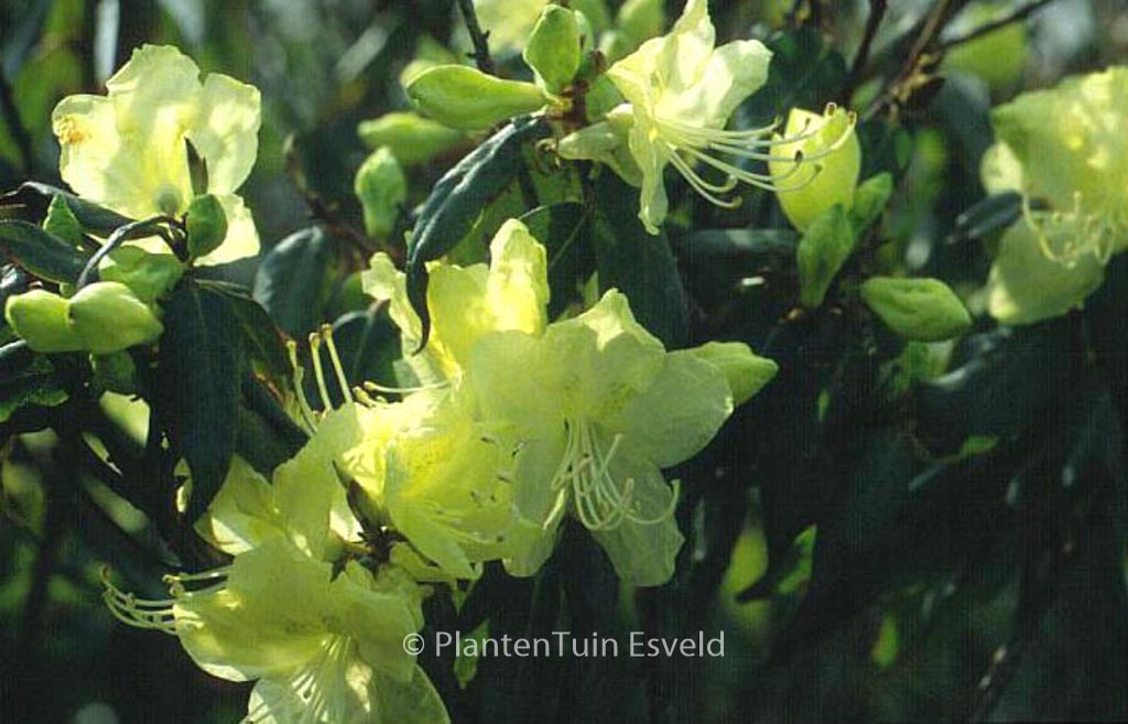 Rhododendron lutescens ‚Bagshot Sands‘
