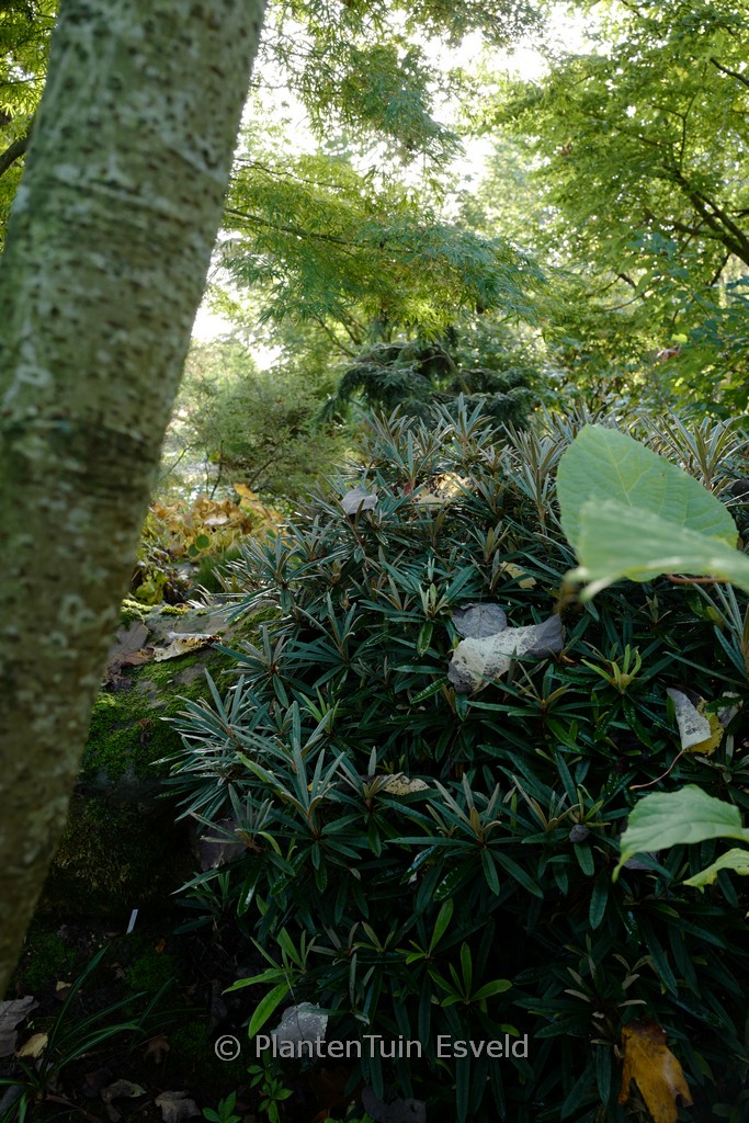 Rhododendron makinoi ‚Fuju kaku no matsu‘
