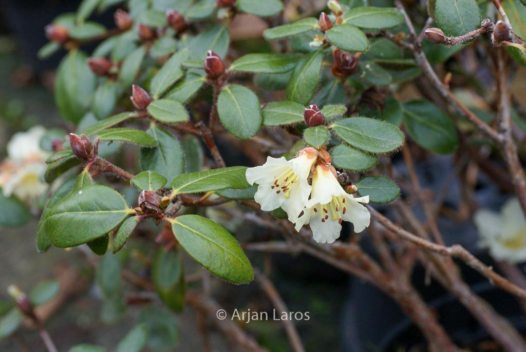 Rhododendron megeratum