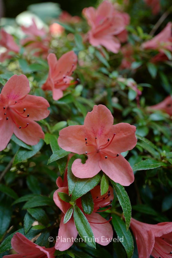 Rhododendron nakaharae ‚Alexander‘