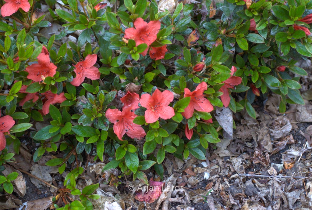 Rhododendron nakaharae ‚Exbury Orange‘