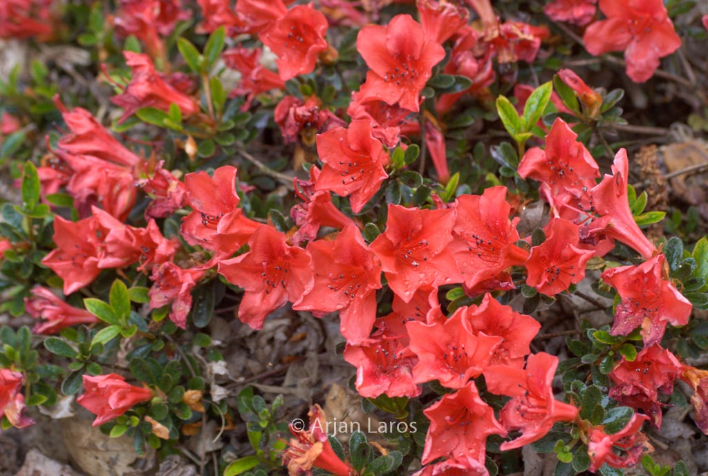 Rhododendron nakaharae ‚Joseph Hill‘