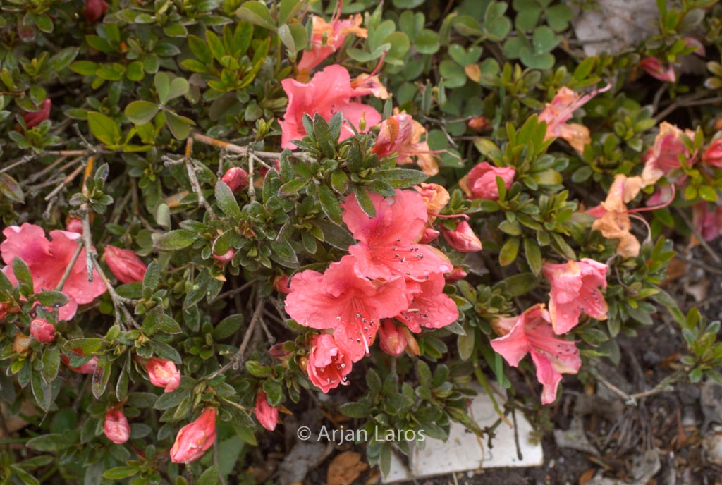 Rhododendron nakaharae ‚Michael Hill‘