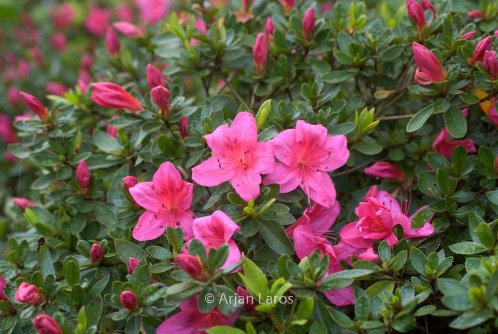 Rhododendron nakaharae ‚Wombat‘