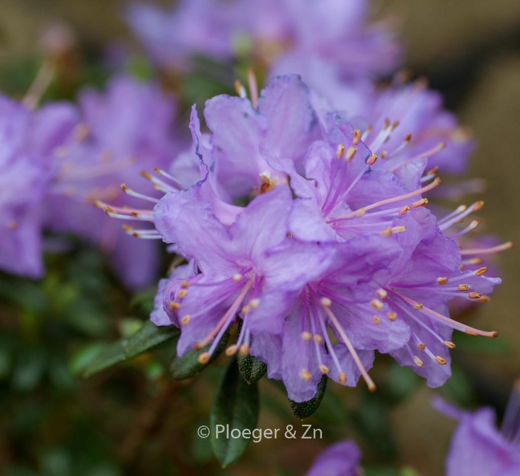 Rhododendron nivale boreale