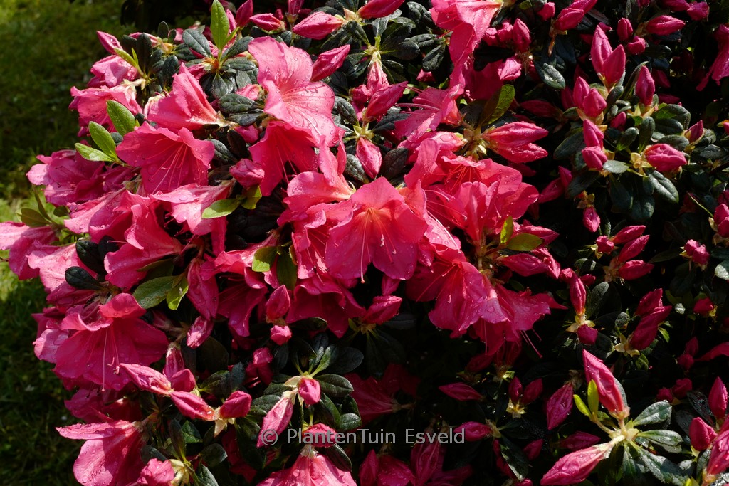 Rhododendron obtusum ‚Arabesk‘ (Azalea)