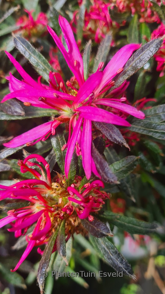 Rhododendron obtusum ‚StarStyle Lila‘ (Azalea