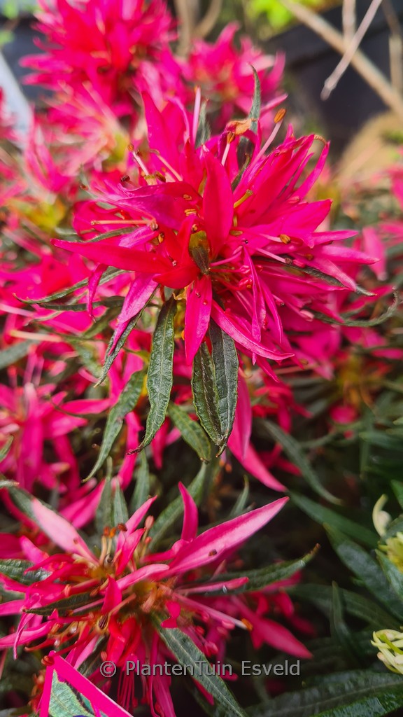 Rhododendron obtusum ‚StarStyle Pink‘ (Azalea