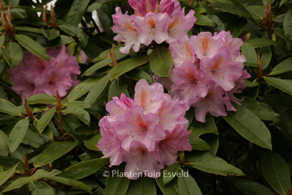 Rhododendron oreodoxa fargesii