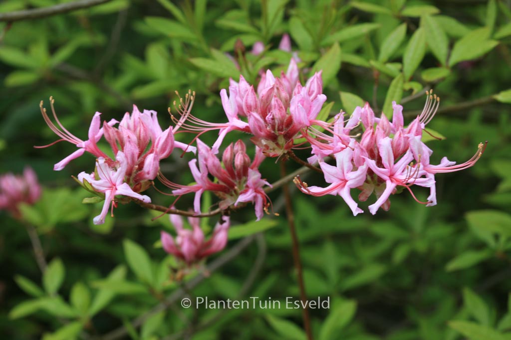 Rhododendron periclymenoides