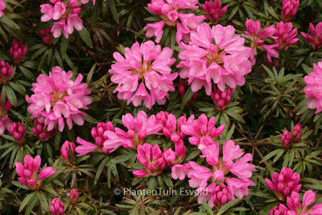 Rhododendron ponticum ‚Graziella‘