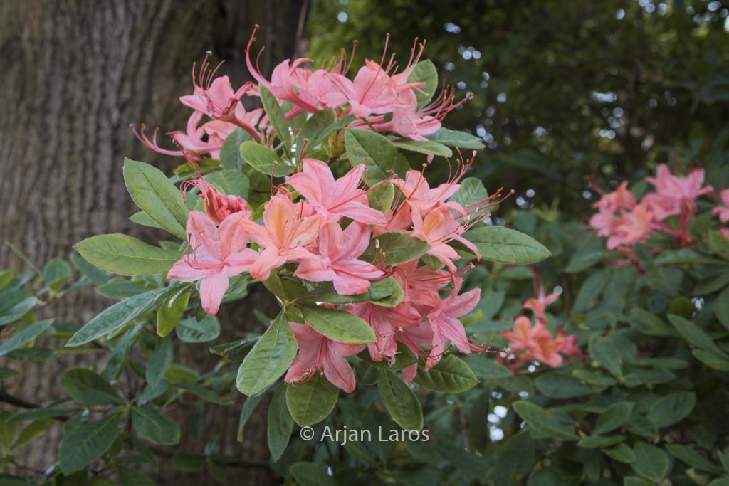 Rhododendron prunifolium