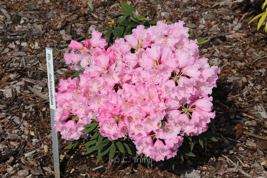 Rhododendron pseudochrysanthum