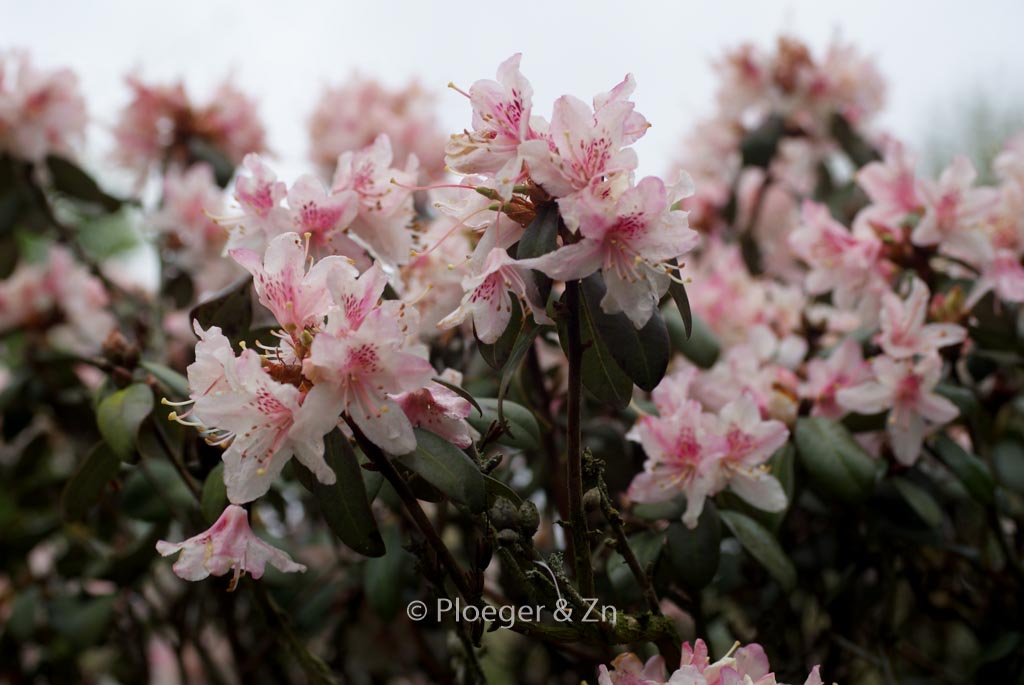 Rhododendron racemosum ‚Apricot Beauty‘