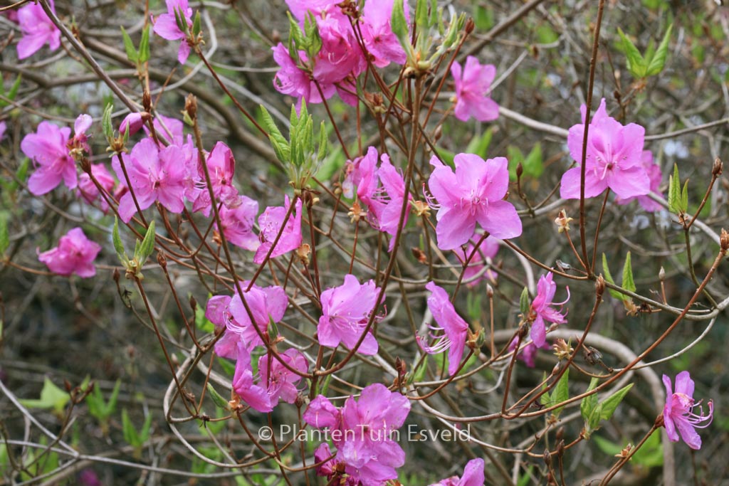 Rhododendron reticulatum