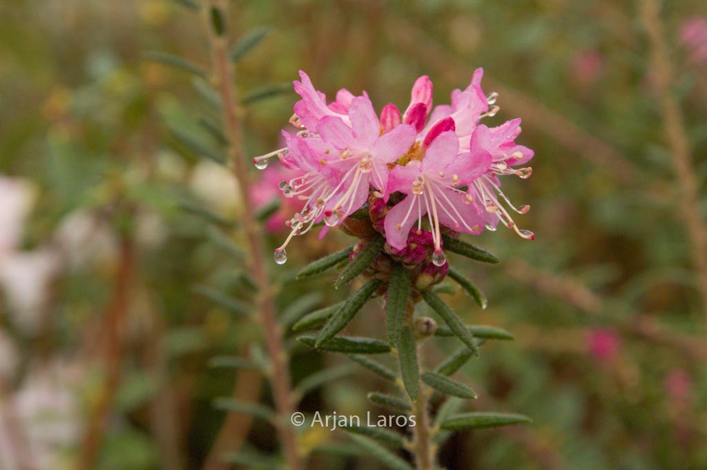 Rhododendron scabrifolium spiciferum