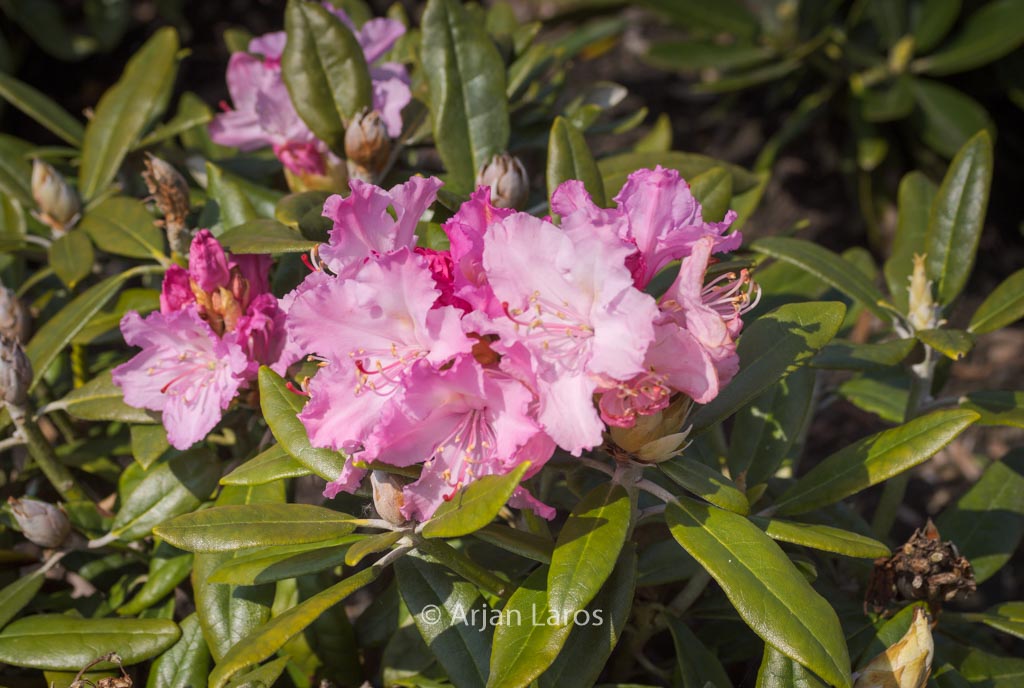 Rhododendron smirnowii