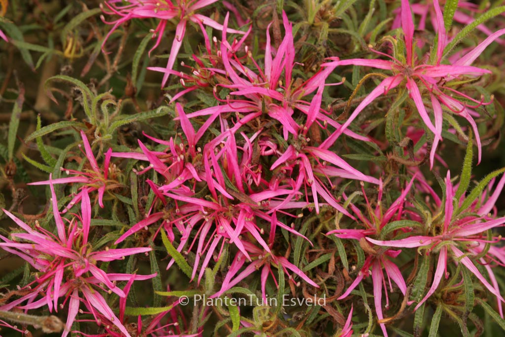 Rhododendron stenopetalum ‚Linearifolium‘