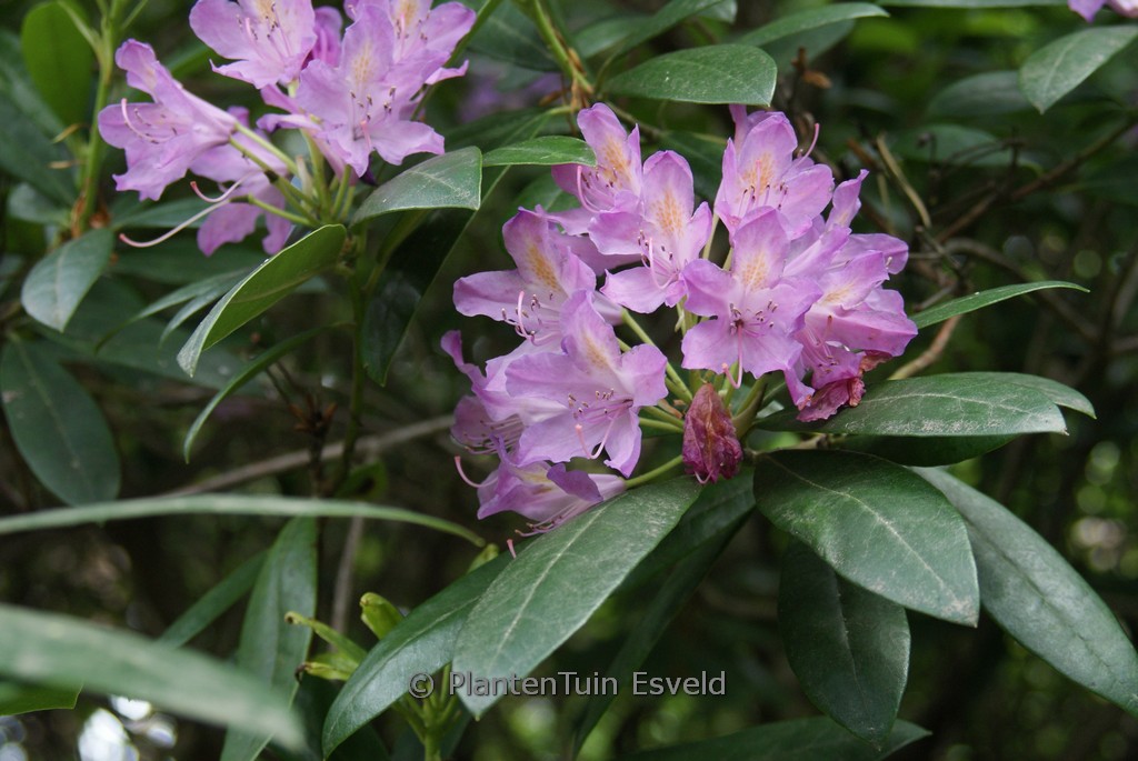 Rhododendron superponticum
