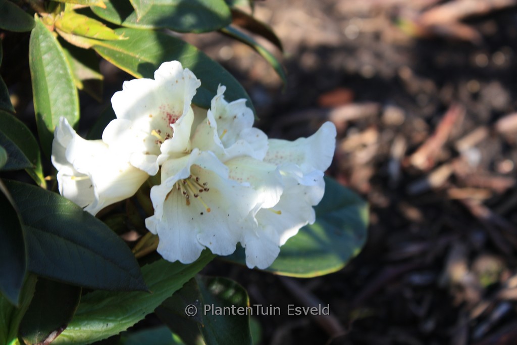 Rhododendron taliense ‚Honigduft‘