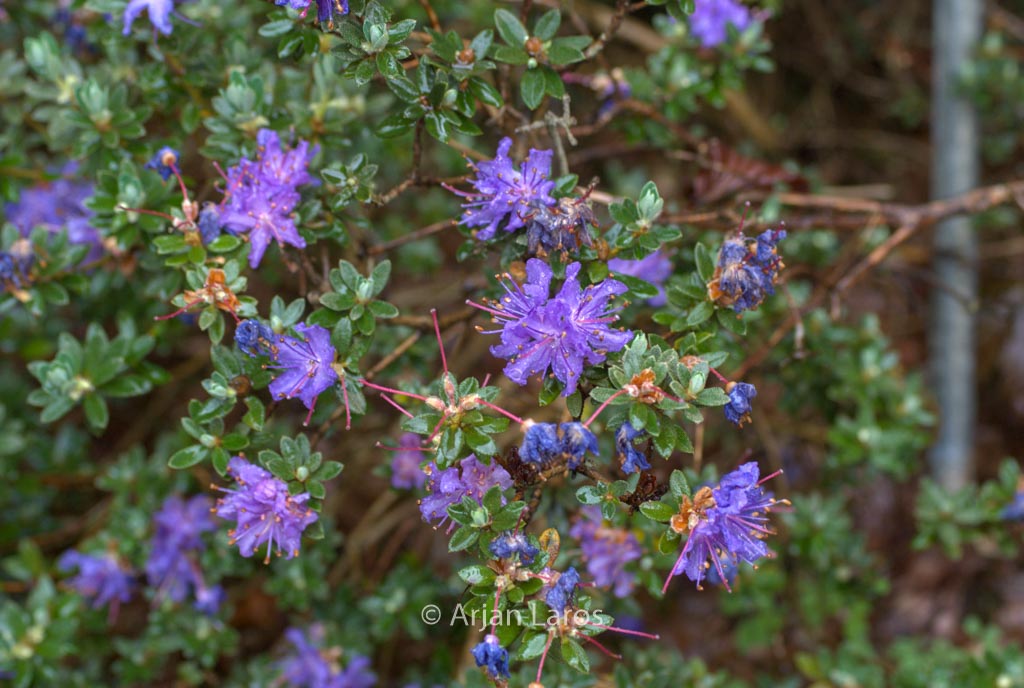 Rhododendron telmateium