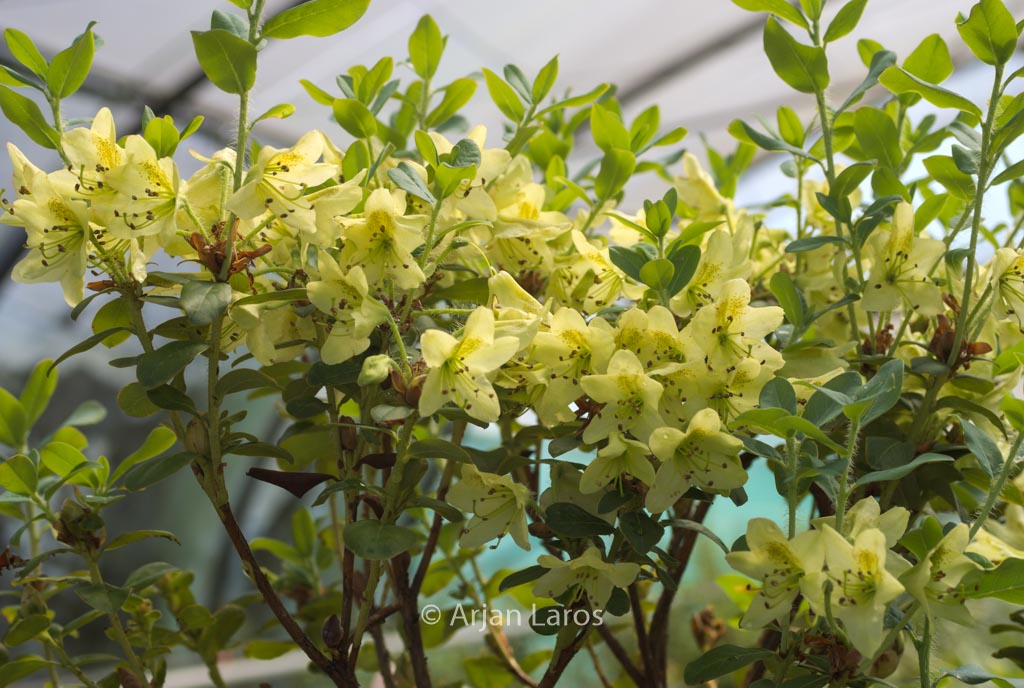 Rhododendron viridescens ‚Doshong La‘