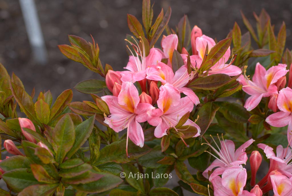 Rhododendron viscosum ‚Juniduft‘