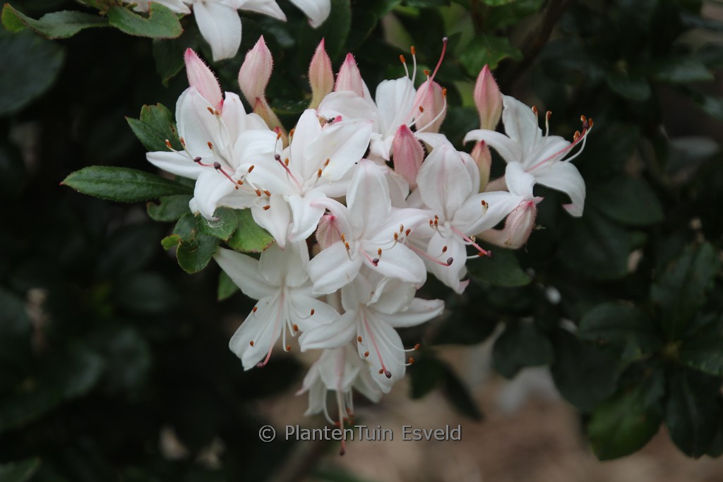 Rhododendron viscosum ‚Sommerduft‘