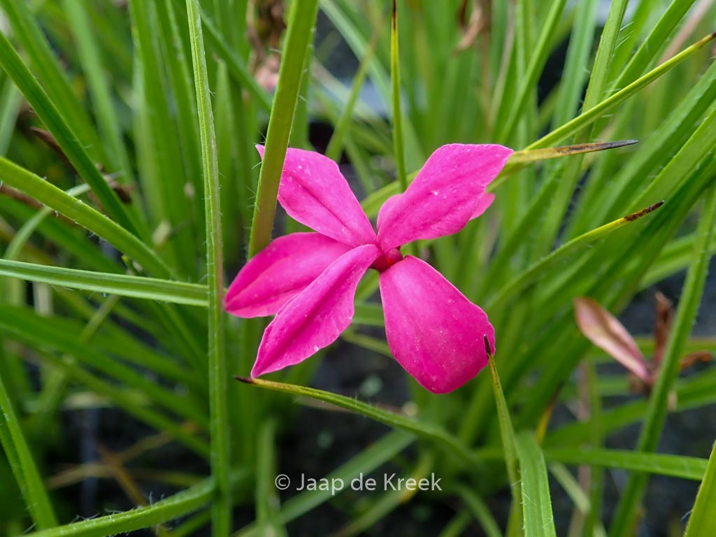 Rhodohypoxis ‚Donald Mann‘