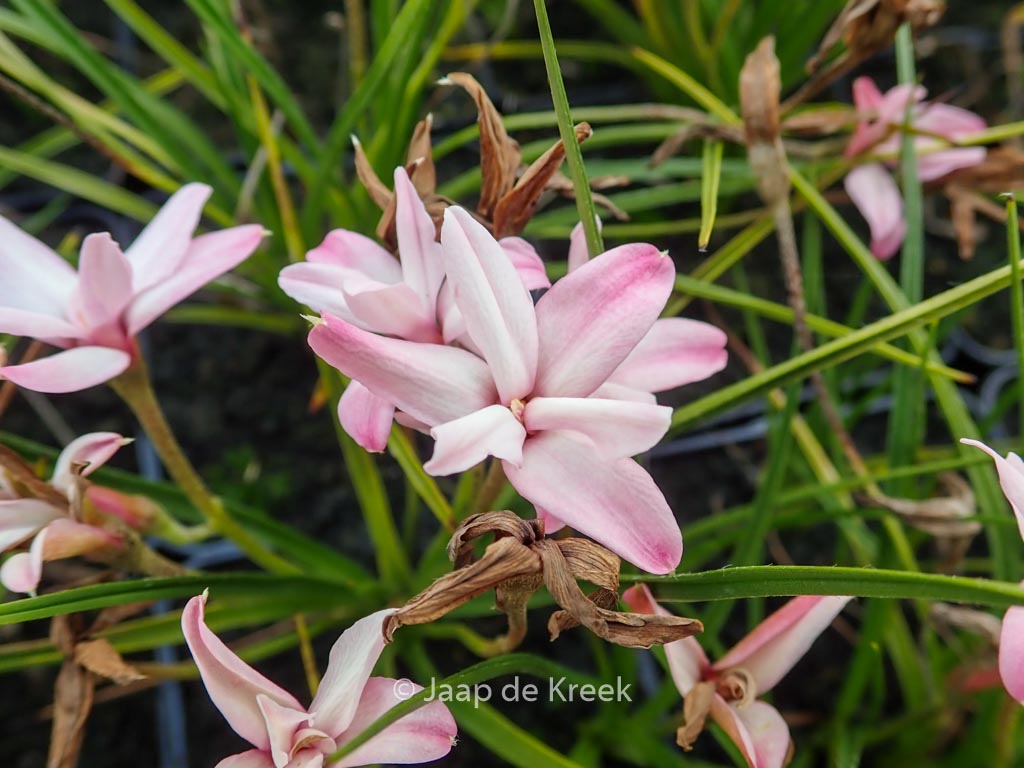 Rhodohypoxis ‚Stella‘