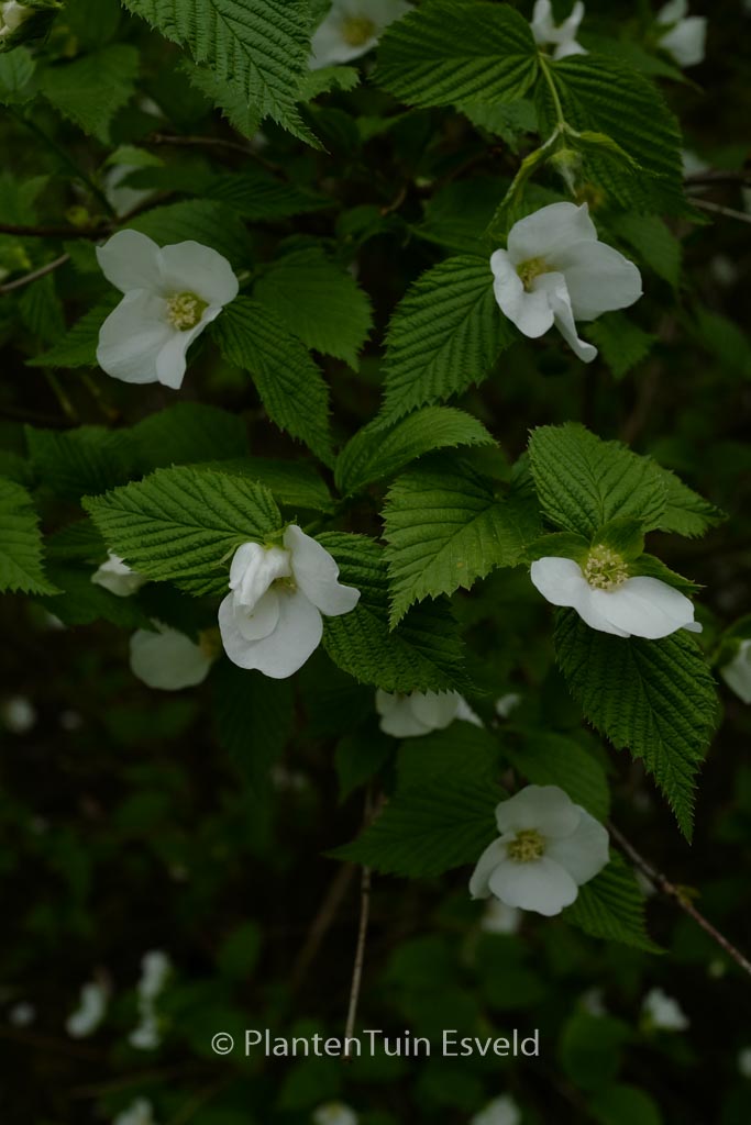 Rhodotypos scandens
